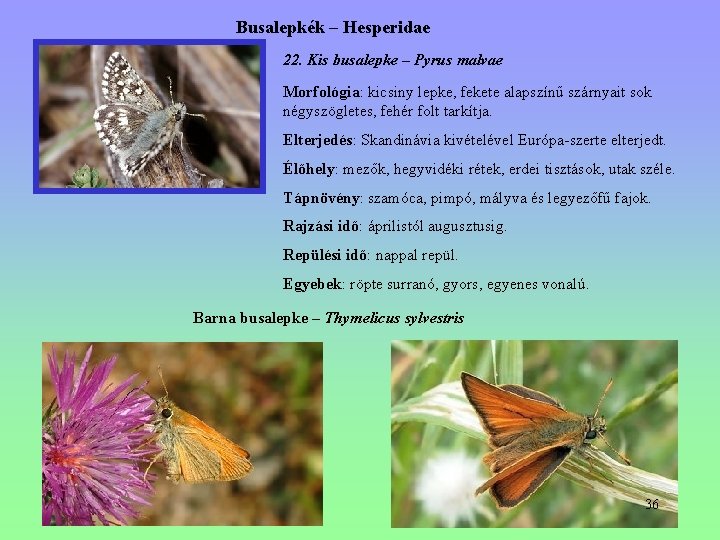 Busalepkék – Hesperidae 22. Kis busalepke – Pyrus malvae Morfológia: kicsiny lepke, fekete alapszínű Busalepkék – Hesperidae 22. Kis busalepke – Pyrus malvae Morfológia: kicsiny lepke, fekete alapszínű