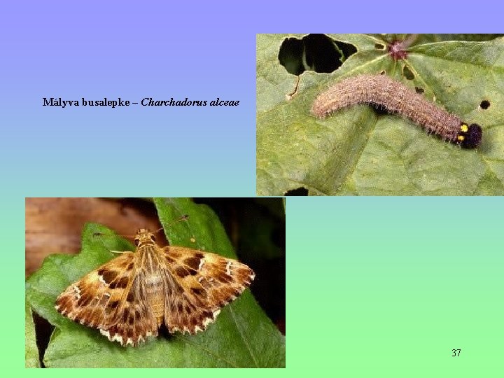 Mályva busalepke – Charchadorus alceae 37 Mályva busalepke – Charchadorus alceae 37