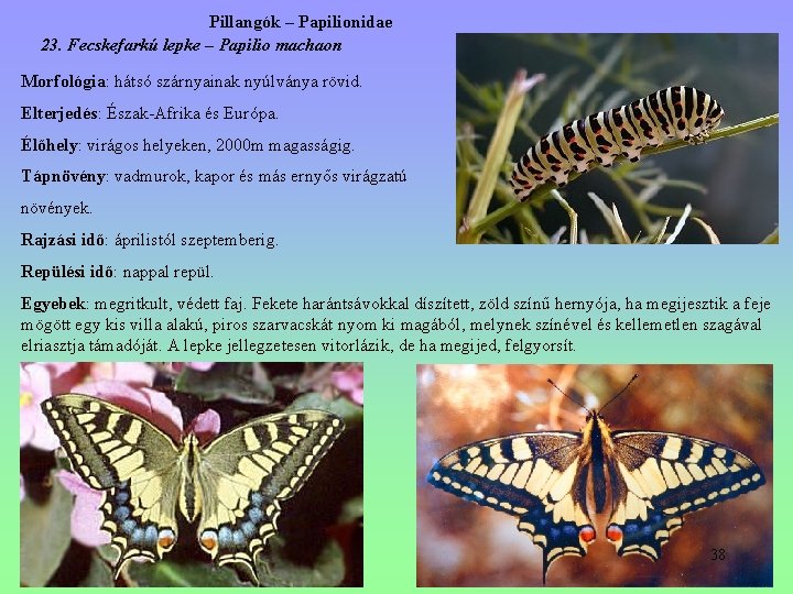 Pillangók – Papilionidae 23. Fecskefarkú lepke – Papilio machaon Morfológia: hátsó szárnyainak nyúlványa rövid. Pillangók – Papilionidae 23. Fecskefarkú lepke – Papilio machaon Morfológia: hátsó szárnyainak nyúlványa rövid.