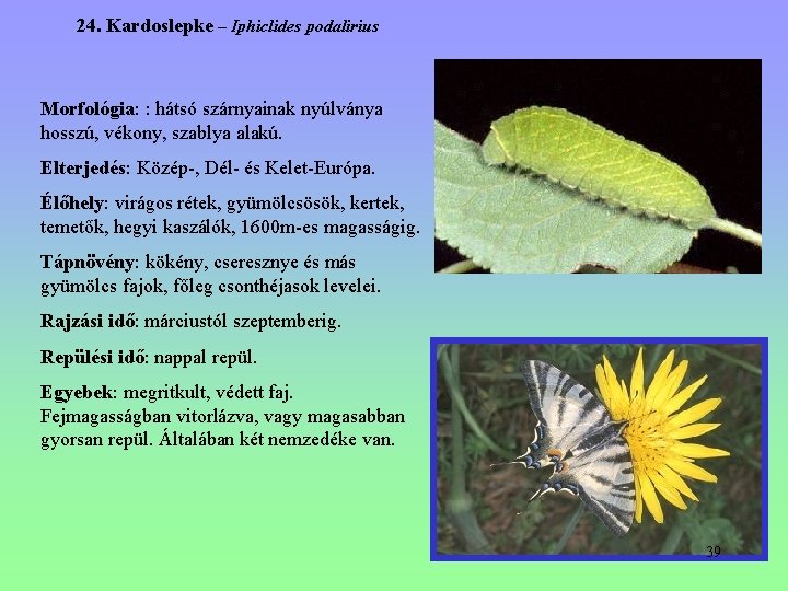 24. Kardoslepke – Iphiclides podalirius Morfológia: : hátsó szárnyainak nyúlványa hosszú, vékony, szablya alakú. 24. Kardoslepke – Iphiclides podalirius Morfológia: : hátsó szárnyainak nyúlványa hosszú, vékony, szablya alakú.