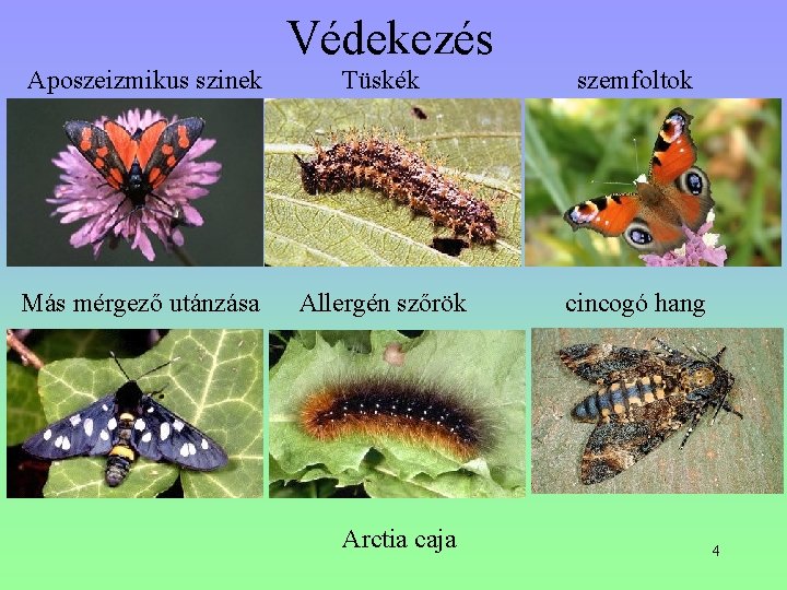 Védekezés Aposzeizmikus szinek Tüskék szemfoltok Más mérgező utánzása Allergén szőrök cincogó hang Arctia caja Védekezés Aposzeizmikus szinek Tüskék szemfoltok Más mérgező utánzása Allergén szőrök cincogó hang Arctia caja