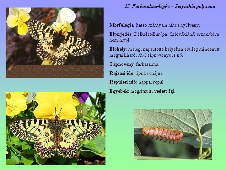 25. Farkasalma-lepke – Zerynthia polyxena Morfológia: hátsó szárnyain nincs nyúlvány. Elterjedés: Délkelet-Európa. Szlovákiánál északabbra 25. Farkasalma-lepke – Zerynthia polyxena Morfológia: hátsó szárnyain nincs nyúlvány. Elterjedés: Délkelet-Európa. Szlovákiánál északabbra