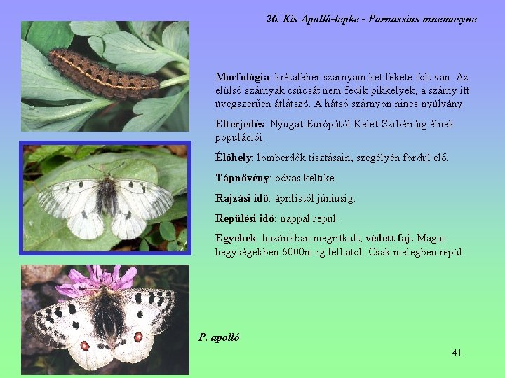 26. Kis Apolló-lepke - Parnassius mnemosyne Morfológia: krétafehér szárnyain két fekete folt van. Az 26. Kis Apolló-lepke - Parnassius mnemosyne Morfológia: krétafehér szárnyain két fekete folt van. Az