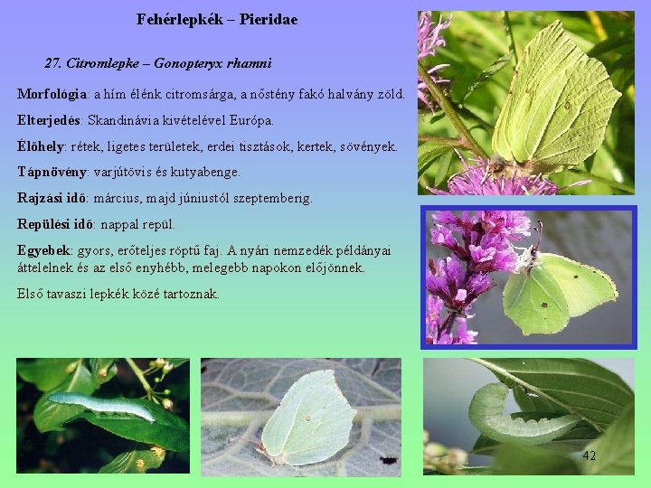Fehérlepkék – Pieridae 27. Citromlepke – Gonopteryx rhamni Morfológia: a hím élénk citromsárga, a Fehérlepkék – Pieridae 27. Citromlepke – Gonopteryx rhamni Morfológia: a hím élénk citromsárga, a