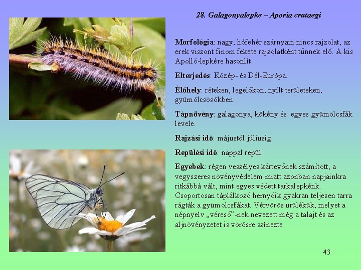 28. Galagonyalepke – Aporia crataegi Morfológia: nagy, hófehér szárnyain nincs rajzolat, az erek viszont 28. Galagonyalepke – Aporia crataegi Morfológia: nagy, hófehér szárnyain nincs rajzolat, az erek viszont