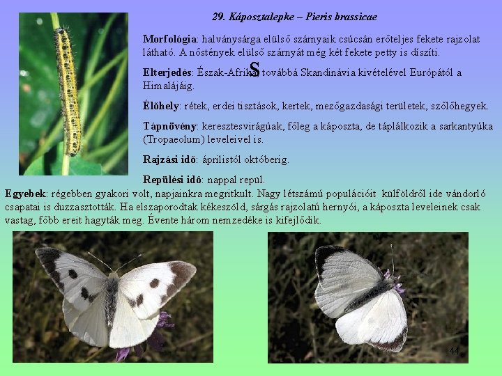 29. Káposztalepke – Pieris brassicae Morfológia: halványsárga elülső szárnyaik csúcsán erőteljes fekete rajzolat látható. 29. Káposztalepke – Pieris brassicae Morfológia: halványsárga elülső szárnyaik csúcsán erőteljes fekete rajzolat látható.