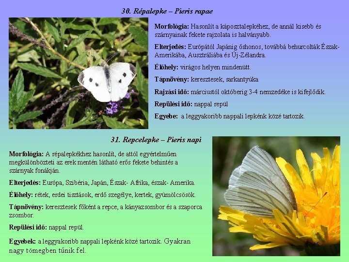 30. Répalepke – Pieris rapae Morfológia: Hasonlít a káposztalepkéhez, de annál kisebb és szárnyainak 30. Répalepke – Pieris rapae Morfológia: Hasonlít a káposztalepkéhez, de annál kisebb és szárnyainak