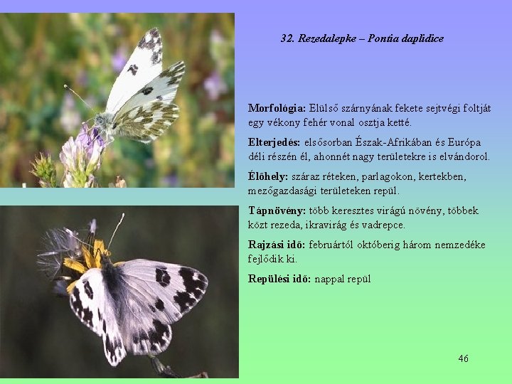32. Rezedalepke – Pontia daplidice Morfológia: Elülső szárnyának fekete sejtvégi foltját egy vékony fehér 32. Rezedalepke – Pontia daplidice Morfológia: Elülső szárnyának fekete sejtvégi foltját egy vékony fehér