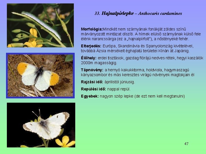 33. Hajnalpírlepke – Anthocaris cardamines Morfológia: Mindkét nem szárnyának fonákját zöldes színű márványozott mintázat 33. Hajnalpírlepke – Anthocaris cardamines Morfológia: Mindkét nem szárnyának fonákját zöldes színű márványozott mintázat