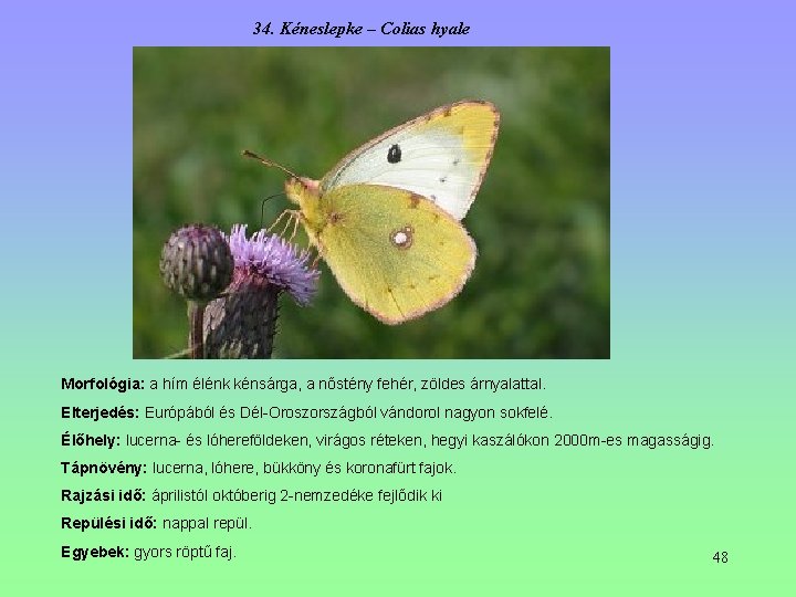 34. Kéneslepke – Colias hyale Morfológia: a hím élénk kénsárga, a nőstény fehér, zöldes 34. Kéneslepke – Colias hyale Morfológia: a hím élénk kénsárga, a nőstény fehér, zöldes
