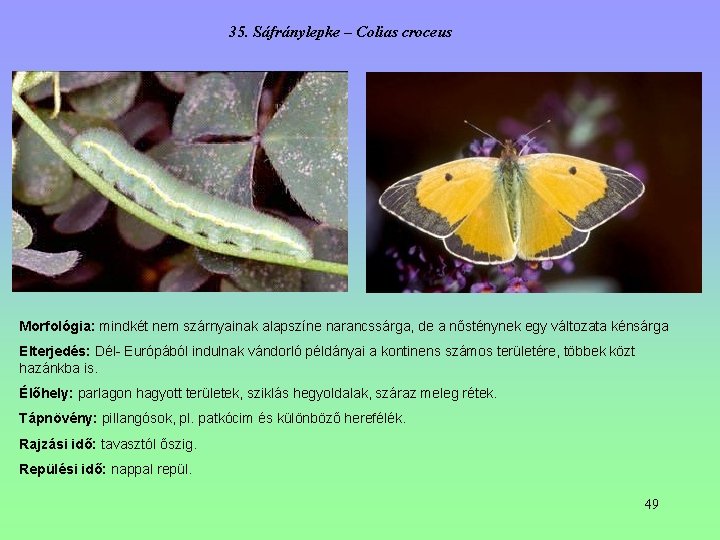 35. Sáfránylepke – Colias croceus Morfológia: mindkét nem szárnyainak alapszíne narancssárga, de a nősténynek 35. Sáfránylepke – Colias croceus Morfológia: mindkét nem szárnyainak alapszíne narancssárga, de a nősténynek