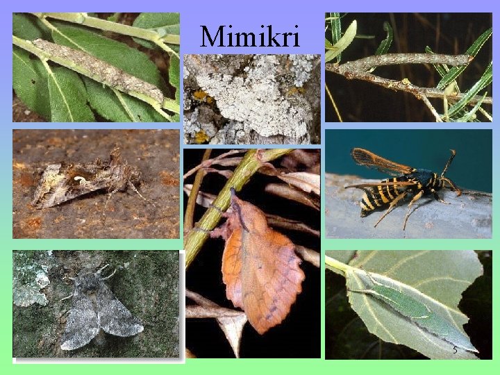 Mimikri 5 Mimikri 5