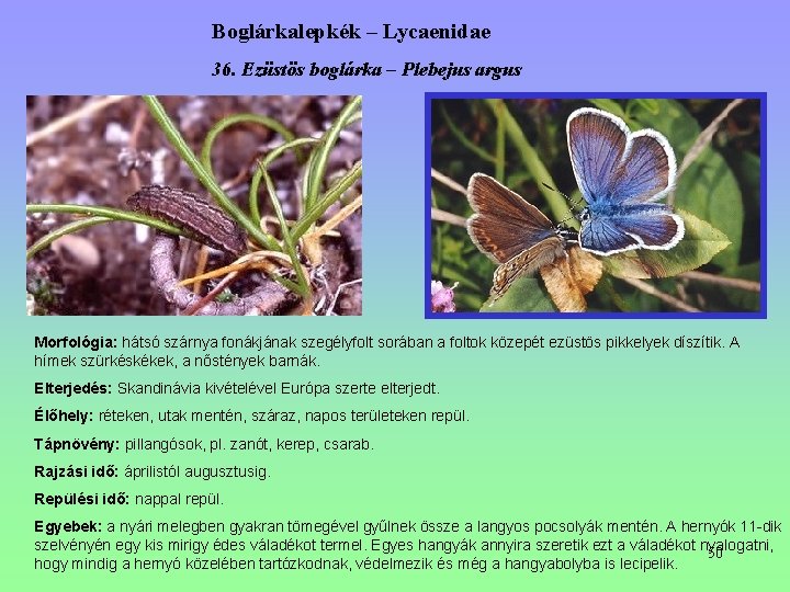 Boglárkalepkék – Lycaenidae 36. Ezüstös boglárka – Plebejus argus Morfológia: hátsó szárnya fonákjának szegélyfolt Boglárkalepkék – Lycaenidae 36. Ezüstös boglárka – Plebejus argus Morfológia: hátsó szárnya fonákjának szegélyfolt