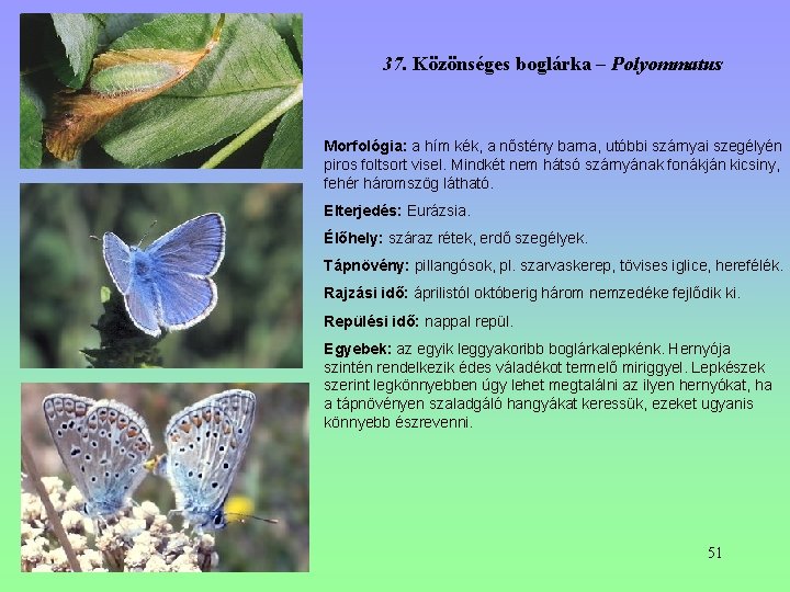 37. Közönséges boglárka – Polyommatus Morfológia: a hím kék, a nőstény barna, utóbbi szárnyai 37. Közönséges boglárka – Polyommatus Morfológia: a hím kék, a nőstény barna, utóbbi szárnyai