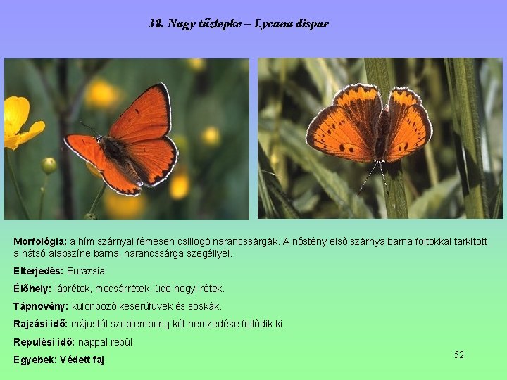 38. Nagy tűzlepke – Lycana dispar Morfológia: a hím szárnyai fémesen csillogó narancssárgák. A 38. Nagy tűzlepke – Lycana dispar Morfológia: a hím szárnyai fémesen csillogó narancssárgák. A