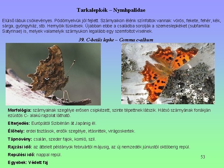 Tarkalepkék – Nymhpalidae Elülső lábuk csökevényes. Pödörnyelvük jól fejlett. Szárnyaikon élénk színfoltok vannak: vörös, Tarkalepkék – Nymhpalidae Elülső lábuk csökevényes. Pödörnyelvük jól fejlett. Szárnyaikon élénk színfoltok vannak: vörös,