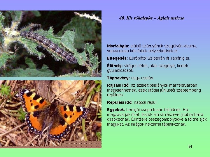 40. Kis rókalepke – Aglais urticae Morfológia: elülső szárnyának szegélyén kicsiny, sapka alakú kék 40. Kis rókalepke – Aglais urticae Morfológia: elülső szárnyának szegélyén kicsiny, sapka alakú kék