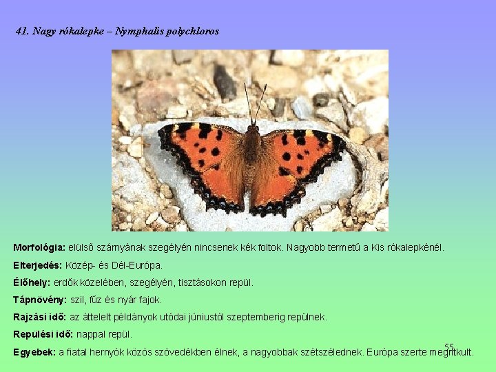 41. Nagy rókalepke – Nymphalis polychloros Morfológia: elülső szárnyának szegélyén nincsenek kék foltok. Nagyobb 41. Nagy rókalepke – Nymphalis polychloros Morfológia: elülső szárnyának szegélyén nincsenek kék foltok. Nagyobb