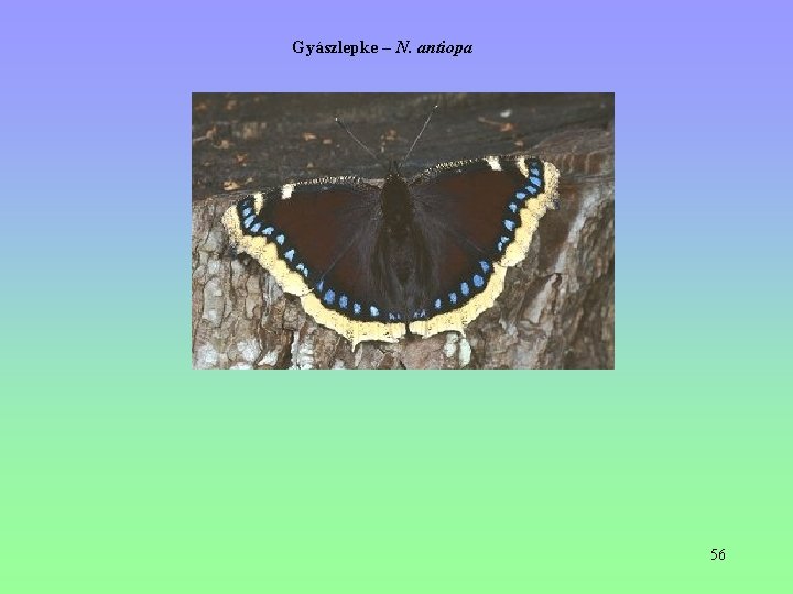 Gyászlepke – N. antiopa 56 Gyászlepke – N. antiopa 56