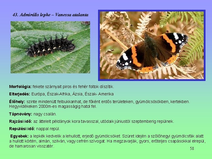 43. Admirális lepke – Vanessa atalanta Morfológia: fekete szárnyait piros és fehér foltok díszítik. 43. Admirális lepke – Vanessa atalanta Morfológia: fekete szárnyait piros és fehér foltok díszítik.