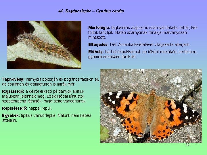 44. Bogáncslepke – Cynthia cardui Morfológia: téglavörös alapszínű szárnyait fekete, fehér, kék foltok tarkítják. 44. Bogáncslepke – Cynthia cardui Morfológia: téglavörös alapszínű szárnyait fekete, fehér, kék foltok tarkítják.