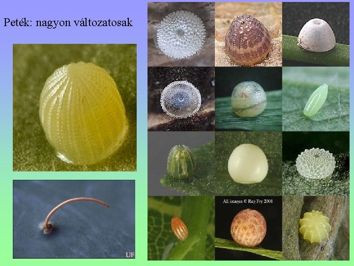 Peték: nagyon változatosak 6 Peték: nagyon változatosak 6