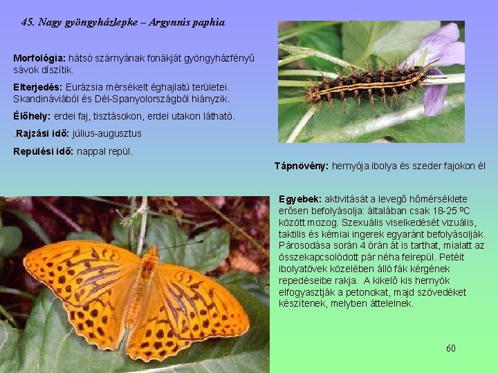 45. Nagy gyöngyházlepke – Argynnis paphia Morfológia: hátsó szárnyának fonákját gyöngyházfényű sávok díszítik. Elterjedés: 45. Nagy gyöngyházlepke – Argynnis paphia Morfológia: hátsó szárnyának fonákját gyöngyházfényű sávok díszítik. Elterjedés: