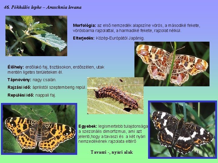 46. Pókhálós lepke – Araschnia levana Morfológia: az első nemzedék alapszíne vörös, a másodiké 46. Pókhálós lepke – Araschnia levana Morfológia: az első nemzedék alapszíne vörös, a másodiké