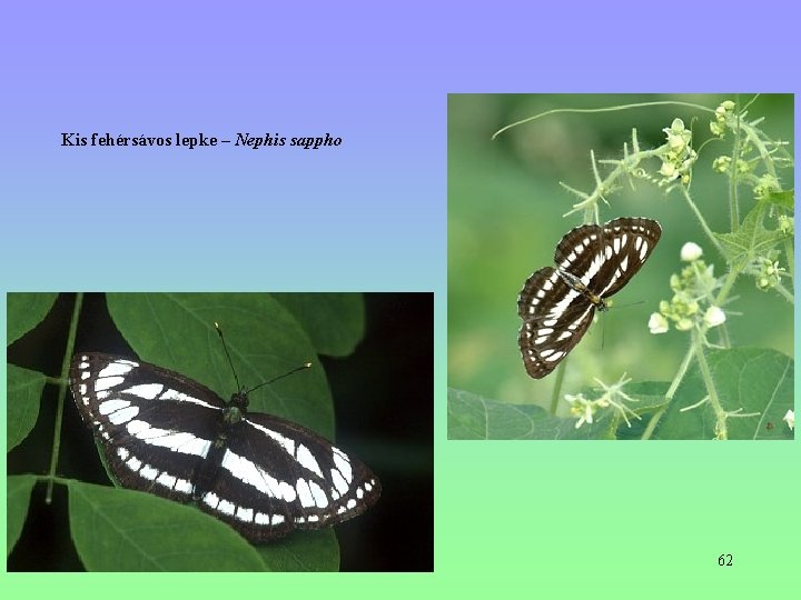 Kis fehérsávos lepke – Nephis sappho 62 Kis fehérsávos lepke – Nephis sappho 62