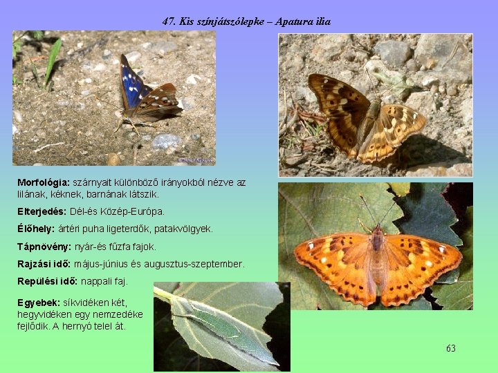 47. Kis színjátszólepke – Apatura ilia Morfológia: szárnyait különböző irányokból nézve az lilának, kéknek, 47. Kis színjátszólepke – Apatura ilia Morfológia: szárnyait különböző irányokból nézve az lilának, kéknek,