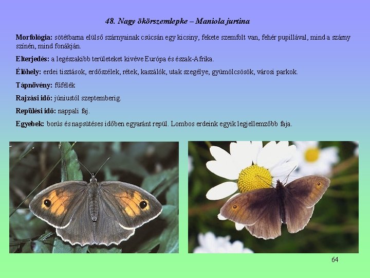 48. Nagy ökörszemlepke – Maniola jurtina Morfológia: sötétbarna elülső szárnyainak csúcsán egy kicsiny, fekete 48. Nagy ökörszemlepke – Maniola jurtina Morfológia: sötétbarna elülső szárnyainak csúcsán egy kicsiny, fekete