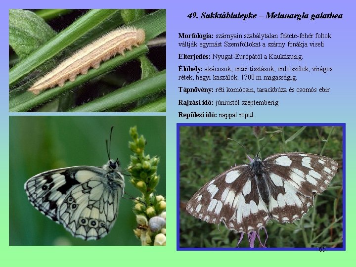 49. Sakktáblalepke – Melanargia galathea Morfológia: szárnyain szabálytalan fekete-fehér foltok váltják egymást Szemfoltokat a 49. Sakktáblalepke – Melanargia galathea Morfológia: szárnyain szabálytalan fekete-fehér foltok váltják egymást Szemfoltokat a