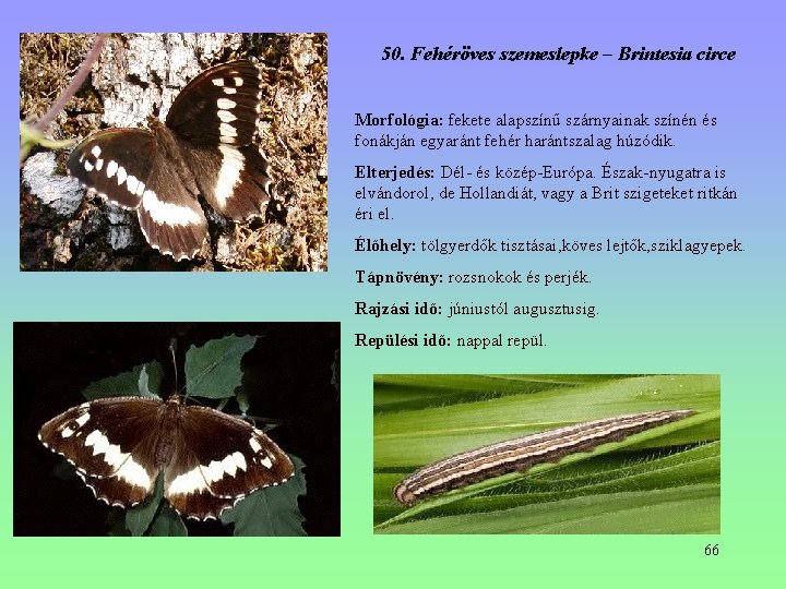 50. Fehéröves szemeslepke – Brintesia circe Morfológia: fekete alapszínű szárnyainak színén és fonákján egyaránt 50. Fehéröves szemeslepke – Brintesia circe Morfológia: fekete alapszínű szárnyainak színén és fonákján egyaránt