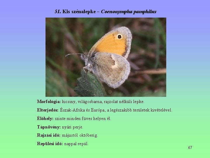 51. Kis szénalepke – Coenonympha pamphilus Morfológia: kicsiny, világosbarna, rajzolat nélküli lepke. Elterjedés: Észak-Afrika 51. Kis szénalepke – Coenonympha pamphilus Morfológia: kicsiny, világosbarna, rajzolat nélküli lepke. Elterjedés: Észak-Afrika