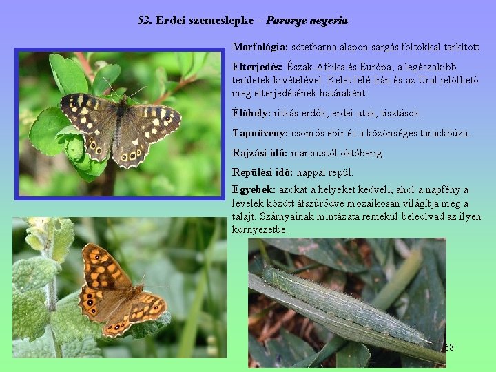 52. Erdei szemeslepke – Pararge aegeria Morfológia: sötétbarna alapon sárgás foltokkal tarkított. Elterjedés: Észak-Afrika 52. Erdei szemeslepke – Pararge aegeria Morfológia: sötétbarna alapon sárgás foltokkal tarkított. Elterjedés: Észak-Afrika
