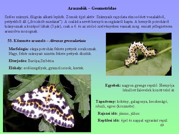 Araszolók – Geometridae Széles szárnyú, filigrán alkatú lepkék. Zömük éjjel aktív. Szárnyaik rajzolata elmosódott Araszolók – Geometridae Széles szárnyú, filigrán alkatú lepkék. Zömük éjjel aktív. Szárnyaik rajzolata elmosódott