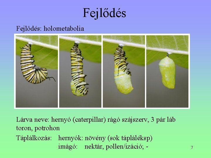 Fejlődés: holometabolia Lárva neve: hernyó (caterpillar) rágó szájszerv, 3 pár láb toron, potrohon Táplálkozás: Fejlődés: holometabolia Lárva neve: hernyó (caterpillar) rágó szájszerv, 3 pár láb toron, potrohon Táplálkozás: