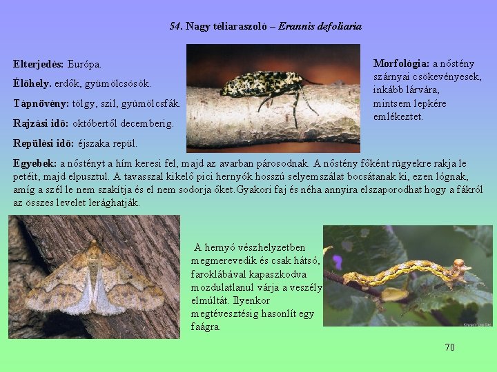 54. Nagy téliaraszoló – Erannis defoliaria Morfológia: a nőstény szárnyai csökevényesek, inkább lárvára, mintsem 54. Nagy téliaraszoló – Erannis defoliaria Morfológia: a nőstény szárnyai csökevényesek, inkább lárvára, mintsem