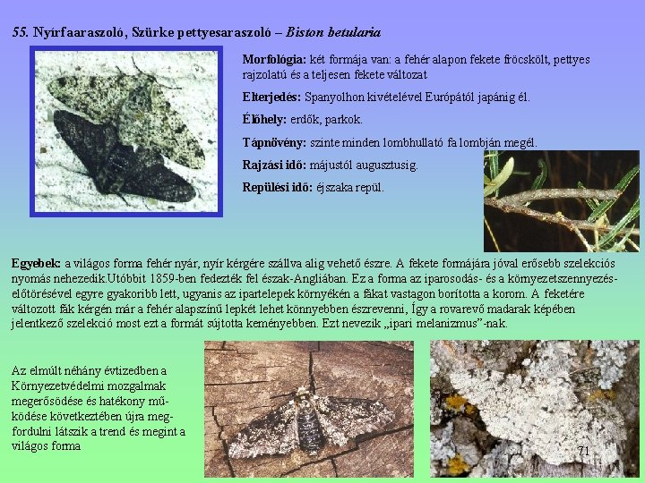 55. Nyírfaaraszoló, Szürke pettyesaraszoló – Biston betularia Morfológia: két formája van: a fehér alapon 55. Nyírfaaraszoló, Szürke pettyesaraszoló – Biston betularia Morfológia: két formája van: a fehér alapon
