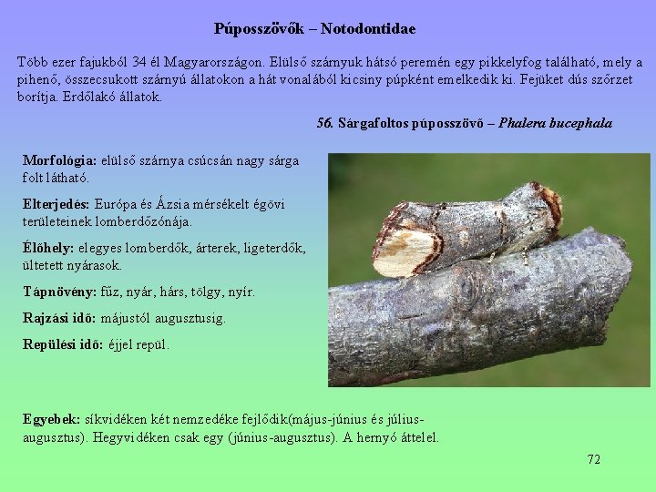 Púposszövők – Notodontidae Több ezer fajukból 34 él Magyarországon. Elülső szárnyuk hátsó peremén egy Púposszövők – Notodontidae Több ezer fajukból 34 él Magyarországon. Elülső szárnyuk hátsó peremén egy