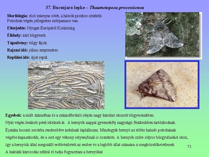 57. Búcsújáró lepke – Thaumetopoea processionea Morfológia: első szárnyai sötét, a hátsók piszkos-szürkék. Potrohuk 57. Búcsújáró lepke – Thaumetopoea processionea Morfológia: első szárnyai sötét, a hátsók piszkos-szürkék. Potrohuk