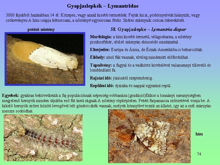 Gyapjaslepkék – Lymantridae 3000 fajukból hazánkban 14 él. Közepes, vagy annál kisebb termetűek. Fejük Gyapjaslepkék – Lymantridae 3000 fajukból hazánkban 14 él. Közepes, vagy annál kisebb termetűek. Fejük