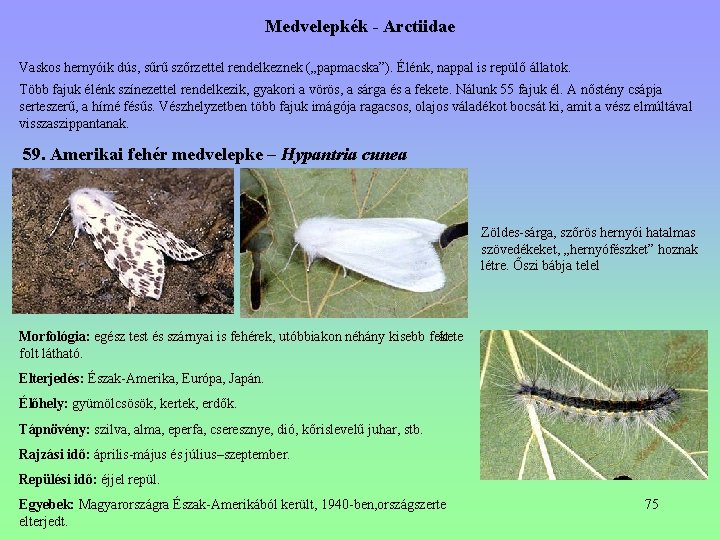 Medvelepkék - Arctiidae Vaskos hernyóik dús, sűrű szőrzettel rendelkeznek („papmacska”). Élénk, nappal is repülő Medvelepkék - Arctiidae Vaskos hernyóik dús, sűrű szőrzettel rendelkeznek („papmacska”). Élénk, nappal is repülő