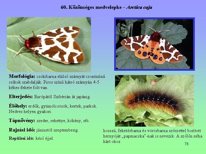 60. Közönséges medvelepke – Arctica caja Morfológia: csokibarna elülső szárnyát csontszínű csíkok szabdalják. Piros 60. Közönséges medvelepke – Arctica caja Morfológia: csokibarna elülső szárnyát csontszínű csíkok szabdalják. Piros