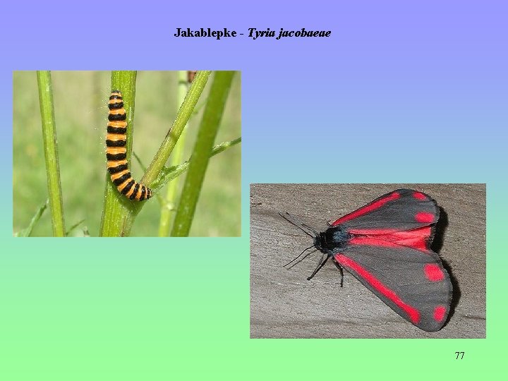 Jakablepke - Tyria jacobaeae 77 Jakablepke - Tyria jacobaeae 77