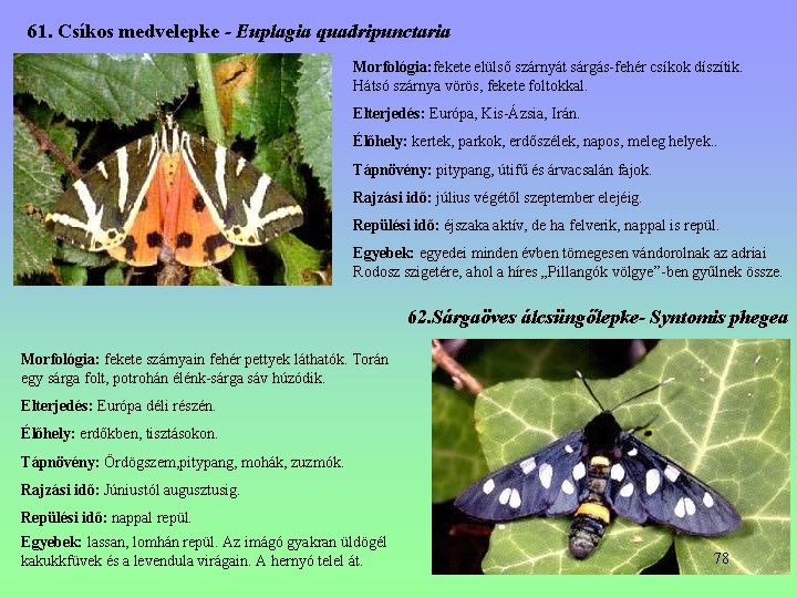 61. Csíkos medvelepke - Euplagia quadripunctaria Morfológia: fekete elülső szárnyát sárgás-fehér csíkok díszítik. Hátsó 61. Csíkos medvelepke - Euplagia quadripunctaria Morfológia: fekete elülső szárnyát sárgás-fehér csíkok díszítik. Hátsó