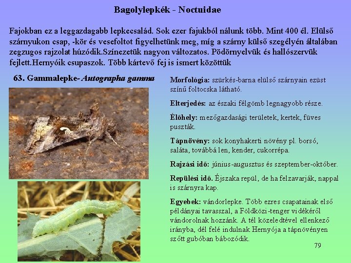Bagolylepkék - Noctuidae Fajokban ez a leggazdagabb lepkecsalád. Sok ezer fajukból nálunk több. Mint Bagolylepkék - Noctuidae Fajokban ez a leggazdagabb lepkecsalád. Sok ezer fajukból nálunk több. Mint