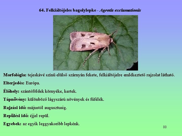 64. Felkiáltójeles bagolylepke - Agrotis exclamationis Morfológia: tejeskávé színű elülső szárnyán fekete, felkiáltójelre emlékeztető 64. Felkiáltójeles bagolylepke - Agrotis exclamationis Morfológia: tejeskávé színű elülső szárnyán fekete, felkiáltójelre emlékeztető