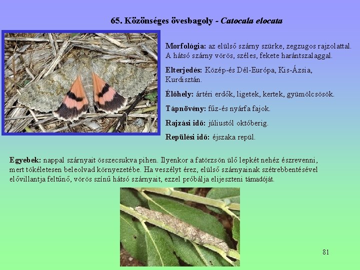 65. Közönséges övesbagoly - Catocala elocata Morfológia: az elülső szárny szürke, zegzugos rajzolattal. A 65. Közönséges övesbagoly - Catocala elocata Morfológia: az elülső szárny szürke, zegzugos rajzolattal. A