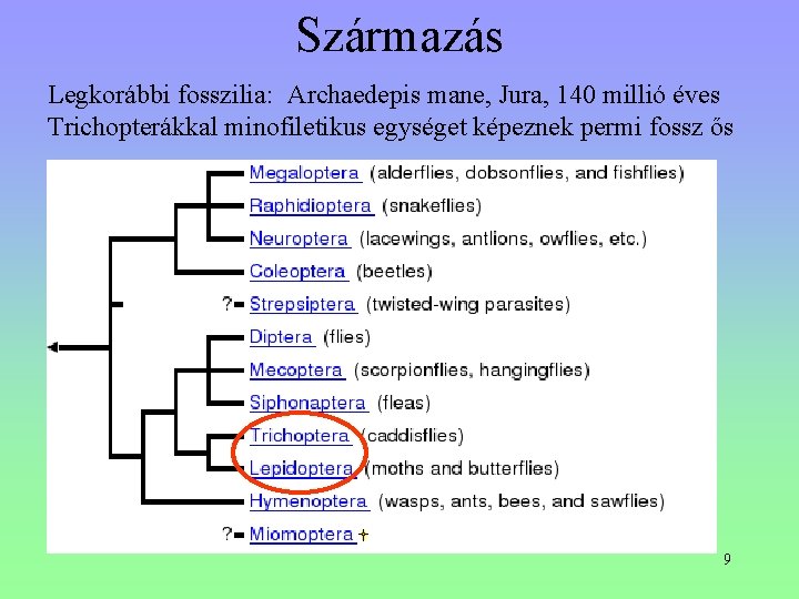 Származás Legkorábbi fosszilia: Archaedepis mane, Jura, 140 millió éves Trichopterákkal minofiletikus egységet képeznek permi Származás Legkorábbi fosszilia: Archaedepis mane, Jura, 140 millió éves Trichopterákkal minofiletikus egységet képeznek permi